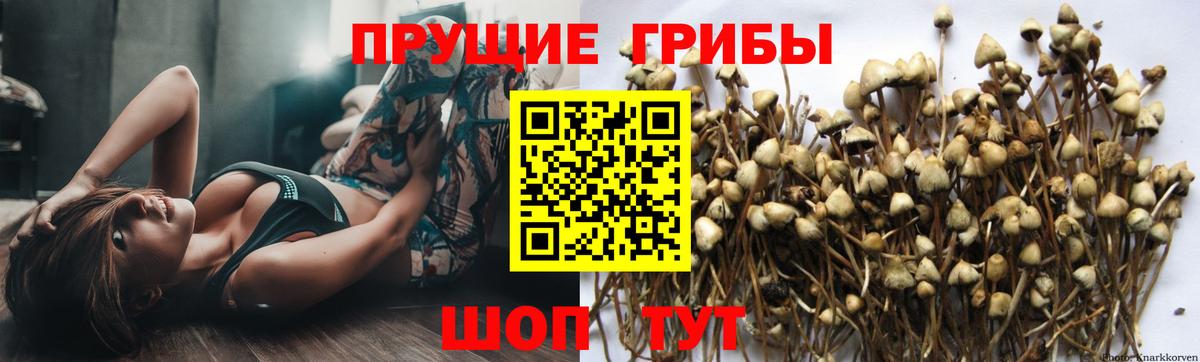Псилоцибиновые грибы прущие грибы Владивосток